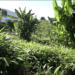 Cardamom cultivation boosts livelihoods in Norjangsa, Tsirang